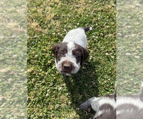 Medium Photo #1 German Wirehaired Pointer Puppy For Sale in ALBANY, OR, USA