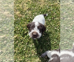 Medium German Wirehaired Pointer