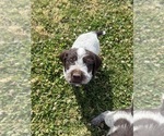 Puppy Teal Puppy German Wirehaired Pointer