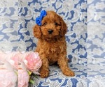 Small Photo #3 Cavapoo-Poodle (Miniature) Mix Puppy For Sale in ANDREWS BRIDGE, PA, USA