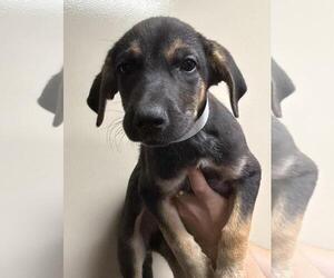 Labrottie Dogs for adoption in Rockwall, TX, USA