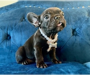 French Bulldog Puppy for sale in MIAMI BEACH, FL, USA