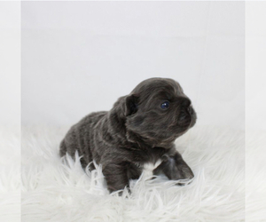 French Bulldog Puppy for sale in POMONA, CA, USA
