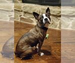 Small Photo #2 Boston Terrier Puppy For Sale in Little Elm, TX, USA