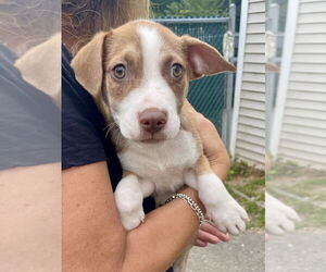 Labrador Retriever-Unknown Mix Dogs for adoption in Brewster, NY, USA