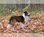 Small #28 Collie