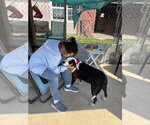 Small #9 American Staffordshire Terrier-Border Collie Mix