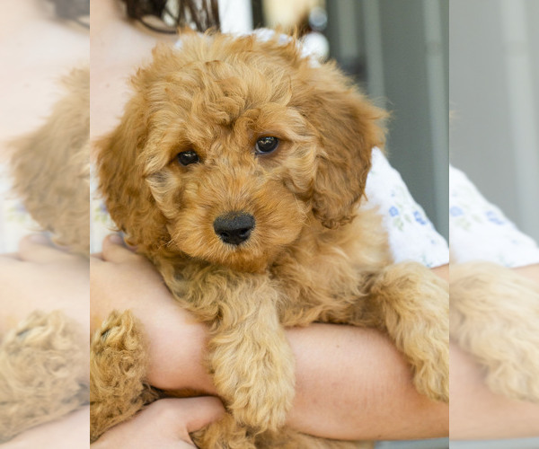 Medium Photo #9 Goldendoodle Puppy For Sale in TOPEKA, KS, USA