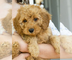 Small Photo #18 Goldendoodle Puppy For Sale in TOPEKA, KS, USA