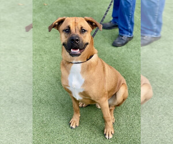Medium Photo #1 Boxer Puppy For Sale in Austin, TX, USA