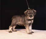 Puppy Aurora Brave Schnauzer (Standard)