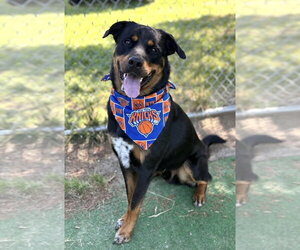 Rottweiler-Unknown Mix Dogs for adoption in Spring Lake, NJ, USA