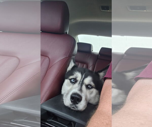 Medium Photo #2 Siberian Husky Puppy For Sale in Cumming, GA, USA