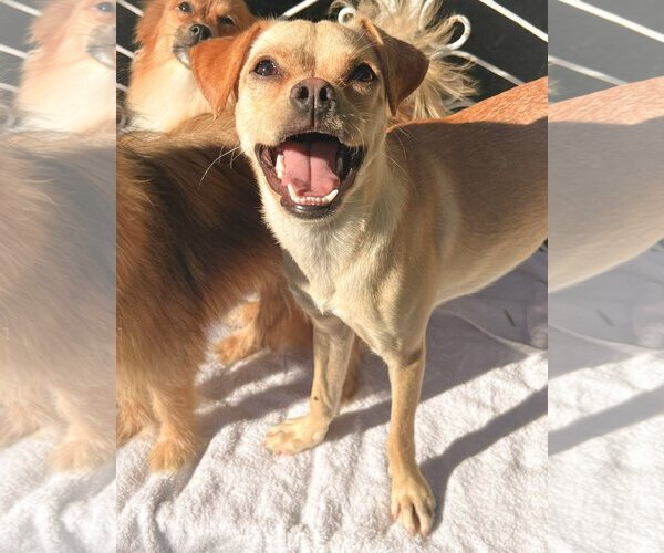 Medium Photo #1 Chihuahua-Unknown Mix Puppy For Sale in Newport Beach, CA, USA