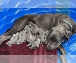 Small Photo #1 Labrador Retriever Puppy For Sale in WARNER ROBINS, GA, USA