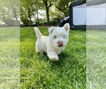 Small #6 West Highland White Terrier