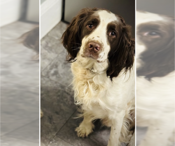 Medium Photo #1 English Springer Spaniel Puppy For Sale in COLOGNE, MN, USA