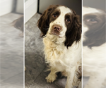 Small Photo #1 English Springer Spaniel Puppy For Sale in COLOGNE, MN, USA