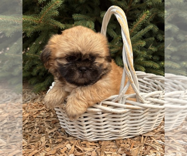 Medium Photo #2 Shih Tzu Puppy For Sale in MIDDLEBURY, IN, USA