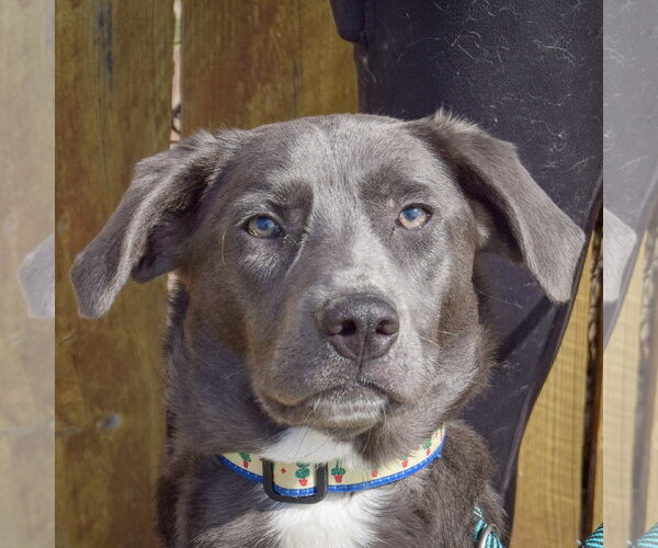 Medium Photo #5 Borador Puppy For Sale in Huntley, IL, USA