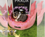 Image preview for Ad Listing. Nickname: Prada