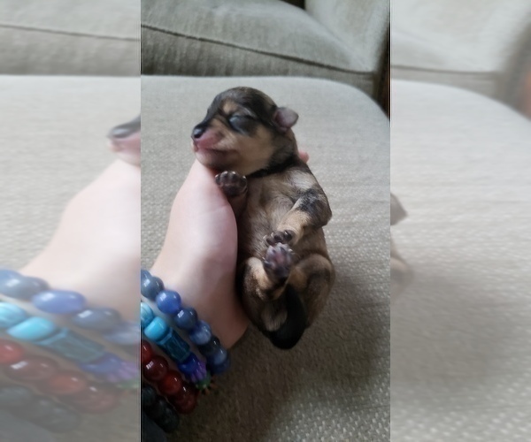 Medium Photo #15 Schnauzer (Miniature) Puppy For Sale in LEESBURG, VA, USA