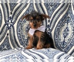 Small Photo #2 Yorkshire Terrier Puppy For Sale in LAKELAND, FL, USA