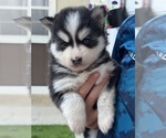 Small Photo #15 Pomsky Puppy For Sale in VENUS, PA, USA