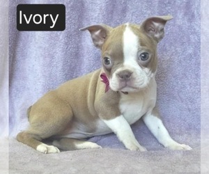 Boston Terrier Puppy for sale in MINERAL WELLS, WV, USA