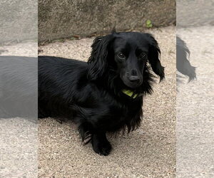 Dachshund Dogs for adoption in Sioux Falls, SD, USA