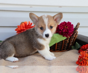 Pembroke Welsh Corgi Puppy for sale in SHILOH, OH, USA