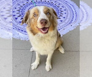 Australian Shepherd Dogs for adoption in Newport Beach, CA, USA