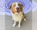 Small Australian Shepherd