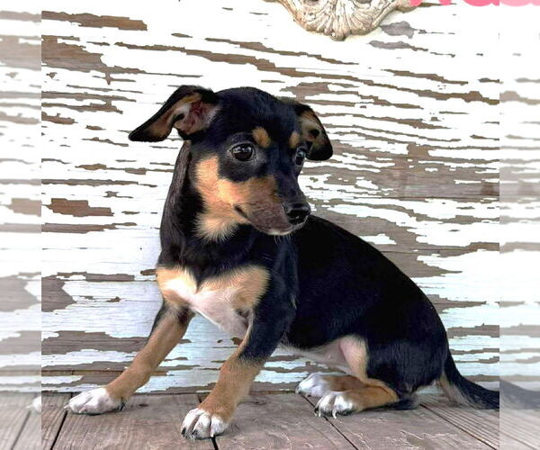 Medium Photo #1 Jack-Rat Terrier Puppy For Sale in Rockaway, NJ, USA