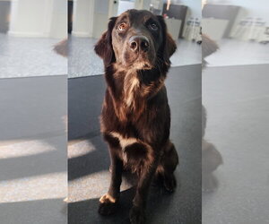 Australian Retriever Dogs for adoption in Buffalo, MN, USA