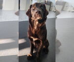 Small Australian Retriever