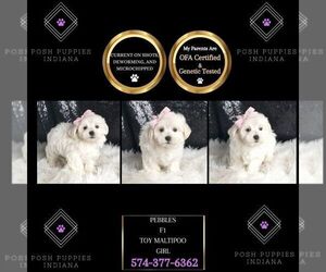 Maltipoo Puppy for sale in WARSAW, IN, USA