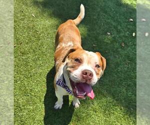 American Pit Bull Terrier-Unknown Mix Dogs for adoption in Downey, CA, USA