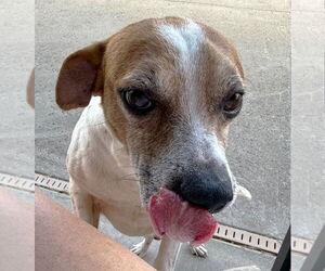 Beagle-Chihuahua Mix Dogs for adoption in Boonton, NJ, USA