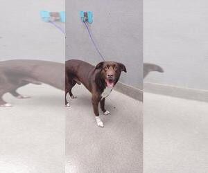 Border Collie-Unknown Mix Dogs for adoption in Las Vegas, NV, USA