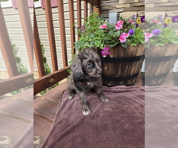 Medium Photo #12 Aussiedoodle Puppy For Sale in SALISBURY, PA, USA