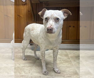 Mutt Dogs for adoption in Raleigh, NC, USA