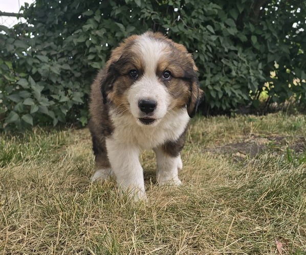 Medium Photo #3 Great Bernese Puppy For Sale in ELGIN, OR, USA