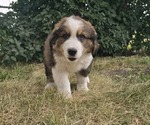 Small #2 Great Bernese
