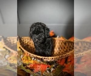 Poodle (Toy) Puppy for sale in CROSSVILLE, TN, USA