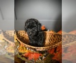Image preview for Ad Listing. Nickname: Coal