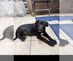 Small #2 Labrador Retriever Mix