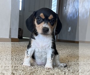 Beagle Puppy for sale in RED BUD, IL, USA