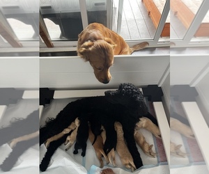Father of the Goldendoodle puppies born on 08/09/2025