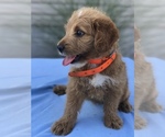 Small Photo #3 Miniature Labradoodle Puppy For Sale in BOWLING GREEN, KY, USA
